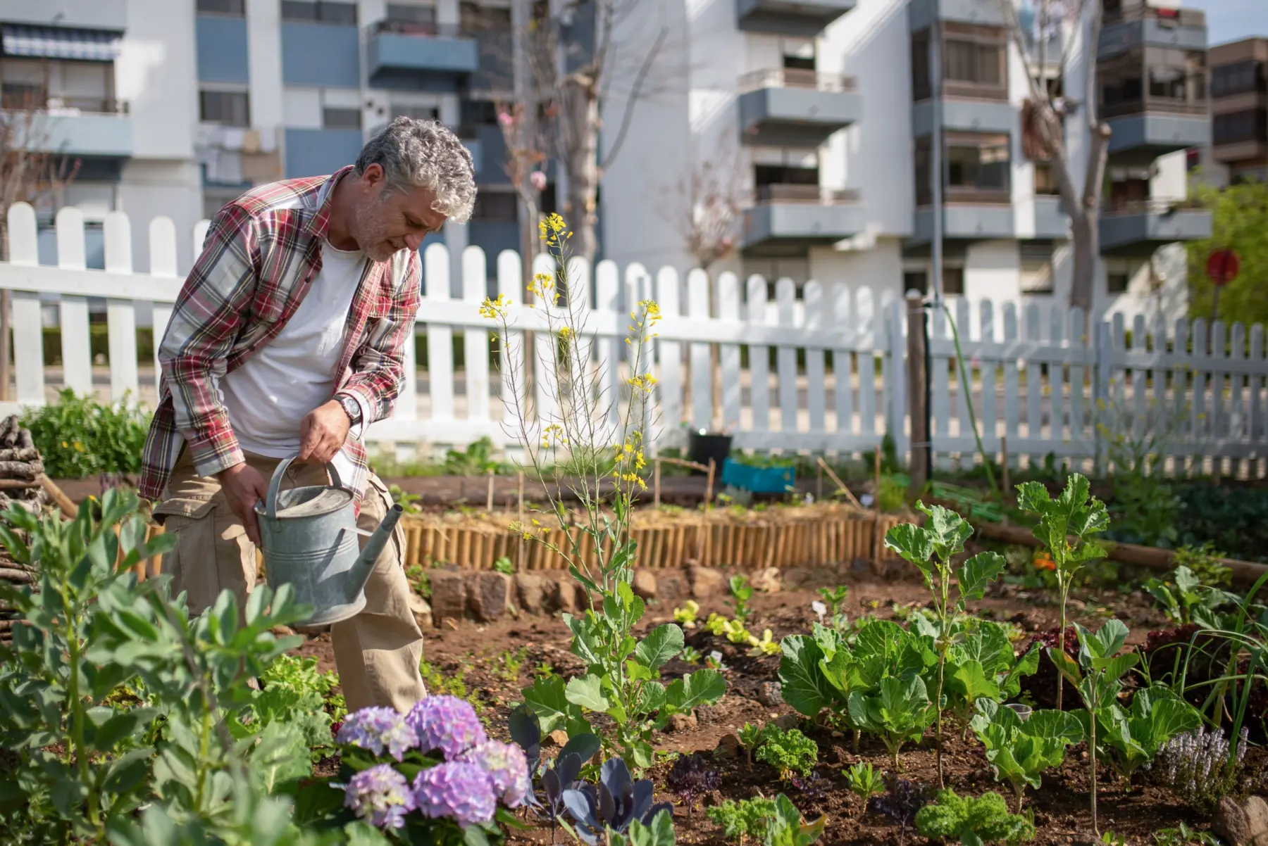 A grey-haired man in a checked shirt waters vegetable beds in a community garden beside apartment blocks.
