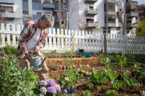 A grey-haired man in a checked shirt waters vegetable beds in a community garden beside apartment blocks.